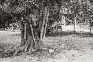 tropische jungle planten bomen wandelpaden muyil mayan ruïnes mexico. foto