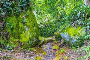 wandelpad in natuurlijke tropische jungle bos ilha grande brazilië. foto