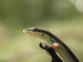 takydromus sexlineatus, de Aziatische grashagedis, de zes-gestreepte grashagedis met lange staart, of de grashagedis met lange staart, is een boombewonende, dagelijkse soort hagedis foto