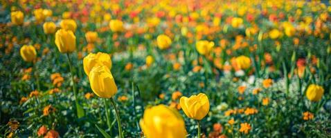 lente achtergrond met mooie gele tulpen. stadstuin park bloemen banner. lente bloeiende gele tulpen, bokeh bloem achtergrond, pastel en zachte bloemen kaart, selectieve aandacht, afgezwakt foto