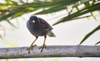 de gewone myna of Indiase myna acridotheres tristis, soms gespeld als mynah. foto