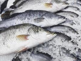 rauwe basvis op ijs, verse zeebaarsvis te koop in het visrestaurant van de markt foto