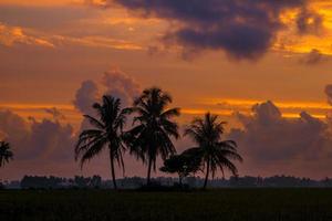 tropisch landschap met kokospalmen bij zonsondergang foto