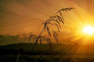 prachtig zonsopganglandschap met gras in silhouet foto