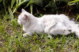 witte kat op gras groen buiten zonnige dag foto