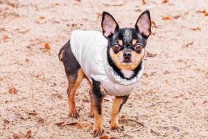 dier, huisdier. chihuahua rashond in een grijs vest buitenshuis. foto