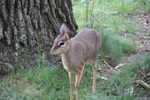 hert in het bos foto