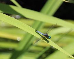 libel op grasspriet foto