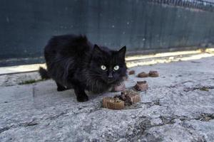 straat verlaten katten foto