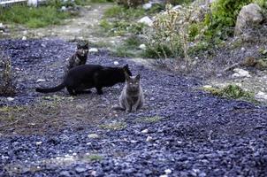 straat verlaten katten foto