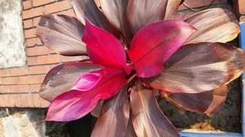 cordyline fruticosa, bloeiende bloem in de tuin. foto