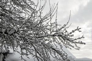 winterlandschap van een boom in de sneeuw tegen de hemel. foto