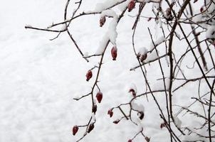 winterlandschap met wilde roos in de sneeuw. foto