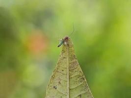 zeer kleine spinnen voeden zich met vliegmuggen foto