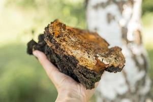 chaga paddestoel schimmel foto