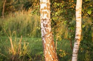 natuur stam berkenboom foto