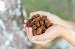 chaga paddestoel schimmel foto