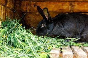 kleine voeding zwart konijn kauwen gras in konijnenhok op dierenboerderij, schuur ranch achtergrond. konijntje in hok op natuurlijke eco-boerderij. modern dierlijk vee en ecologisch landbouwconcept. foto