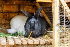 kleine voedende witte en zwarte konijnen die gras kauwen in konijnenhok op dierenboerderij, schuur ranch achtergrond. konijntje in hok op natuurlijke eco-boerderij. modern dierlijk vee en ecologisch landbouwconcept. foto