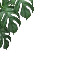tropische monstera bladeren plant gebladerte natuur achtergrond mockup sjabloon. 3D-rendering foto