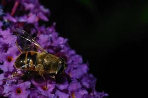 bij op paars met zwart foto