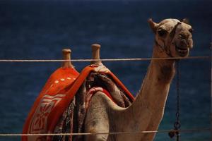 kameel op het strand op vakantie in egypte zee horizon met geweldig foto