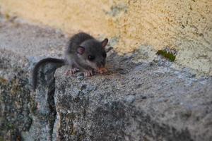 spitsmuis op een steen foto