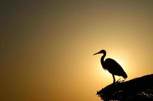 grijze reiger en zon foto