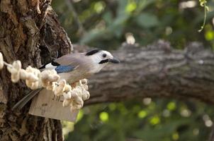 geweldige vogels van Israël, vogels van het heilige land foto