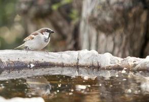 geweldige vogels van Israël, vogels van het heilige land foto