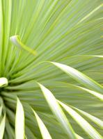 sappige yucca plant close-up, doorn en detail op bladeren van smalbladige yucca foto