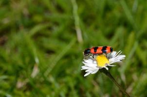 rode zwarte kever op madeliefje foto