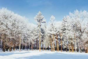 bomen in koude winterdag en sneeuw foto