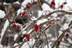 winterlandschap met rozenbottels. foto