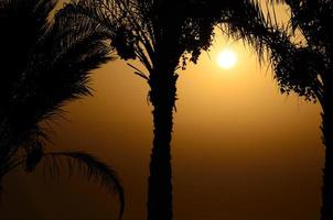 palmen bij zonsopgang foto
