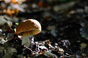 verse paddenstoel in de bladeren foto
