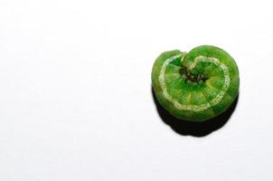 groene rups opgerold op wit foto