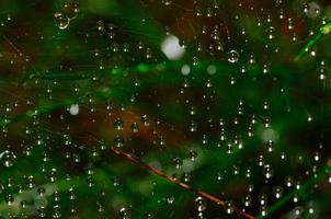regendruppels op spinnenweb foto