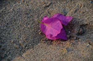 paarse bloem op zandstrand foto