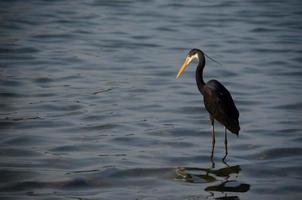 zwarte reiger in de zee foto