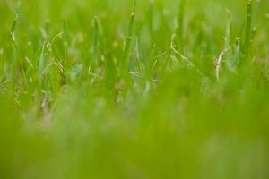 het gras in het gazon foto