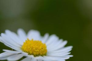 madeliefjebloem met groen foto