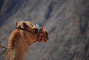 kameel op het strand op vakantie in egypte met zee foto