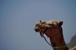 kameel op het strand op vakantie in egypte met zee foto