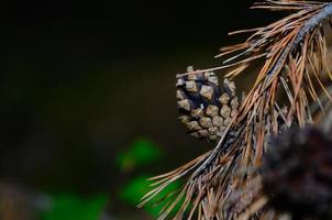 dennenappel op naalden foto