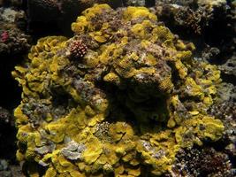 geel koraalrif foto