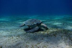 zeeschildpad op de zeebodem foto