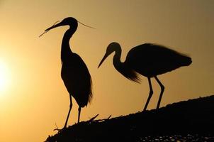 twee reigers verzamelen zich in de zonsondergang foto