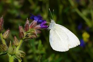 koolvlinder in de natuur foto