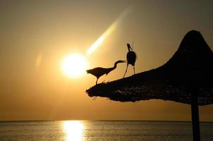 twee grijze reigers maken ruzie over tak foto